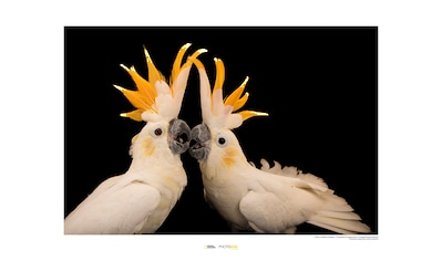 Komar Poster »Citron-crested Cockatoo«, Tiere, Höhe: 50cm kaufen