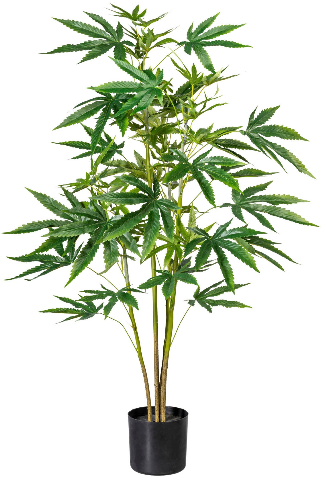 Botanic-Haus Künstliche Zimmerpflanze »Buchsbaum im Topf«, (1 St.)  bestellen im OTTO Online Shop