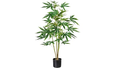 Botanic-Haus Künstliche Zimmerpflanze »Buchsbaum im Topf«, (1 St.)  bestellen im OTTO Online Shop
