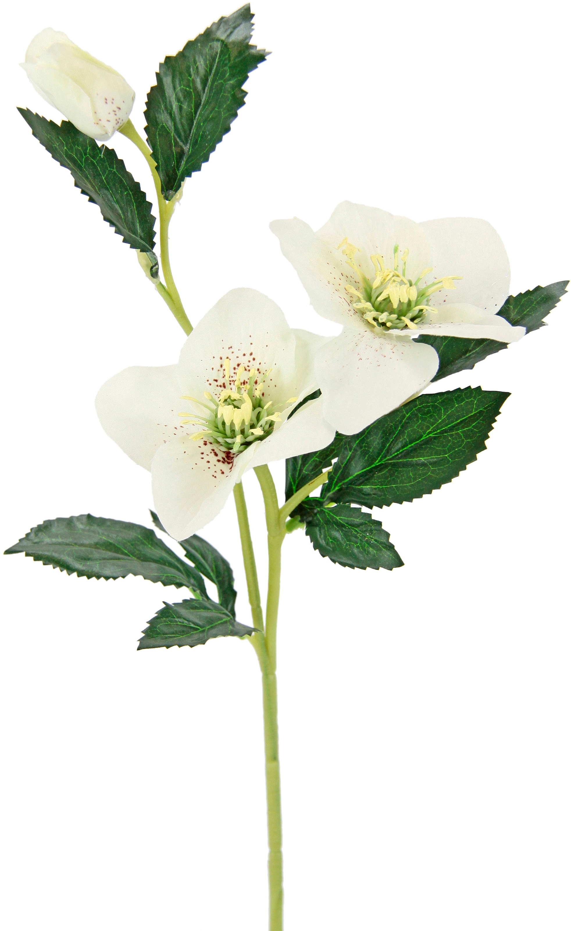 I.GE.A. Kunstblume »Christrose«, Künstlich Seidenblumen, 5er Set