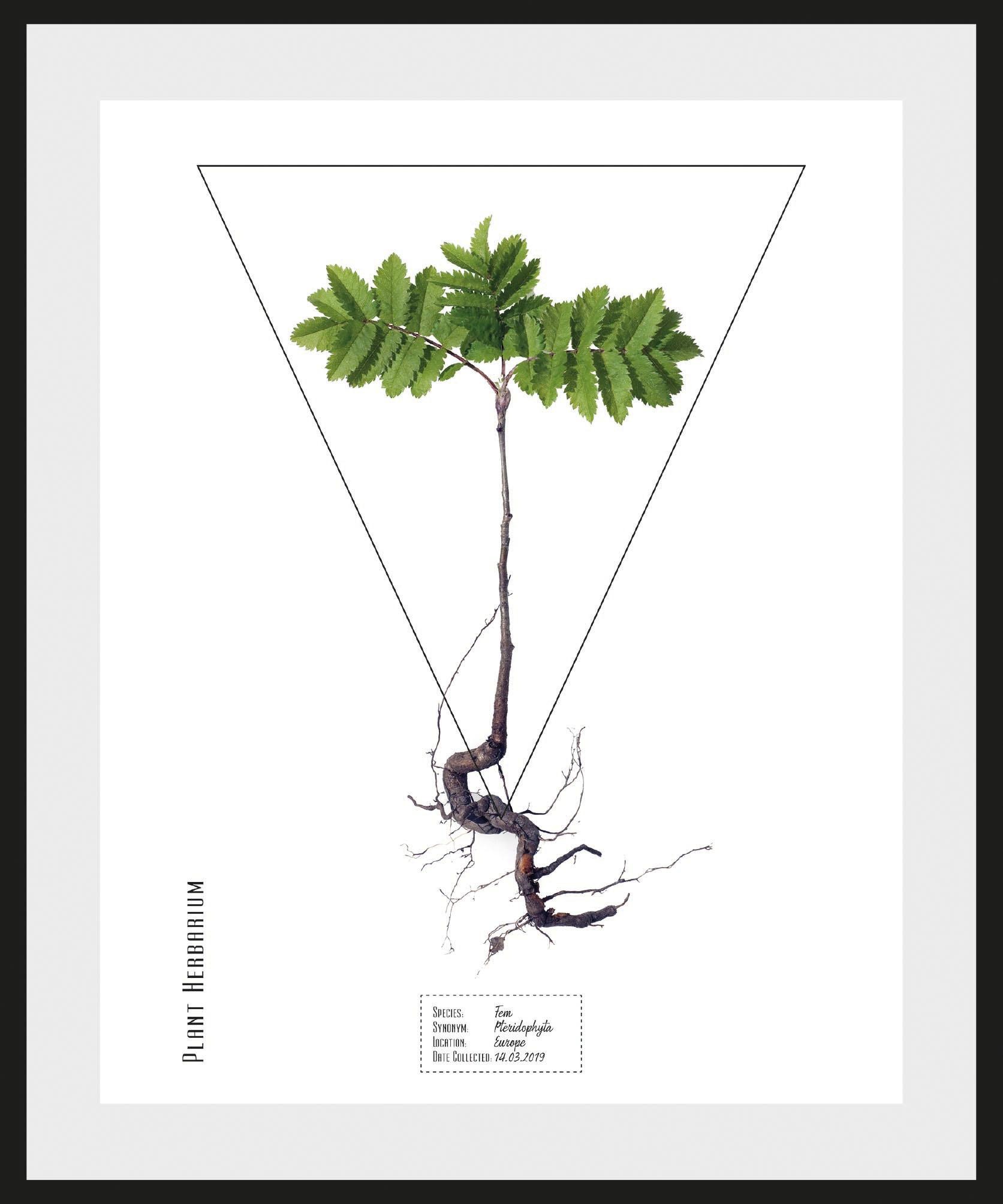 andas Bild »Pflanze Fem Pteridophyta«, mit Rahmen