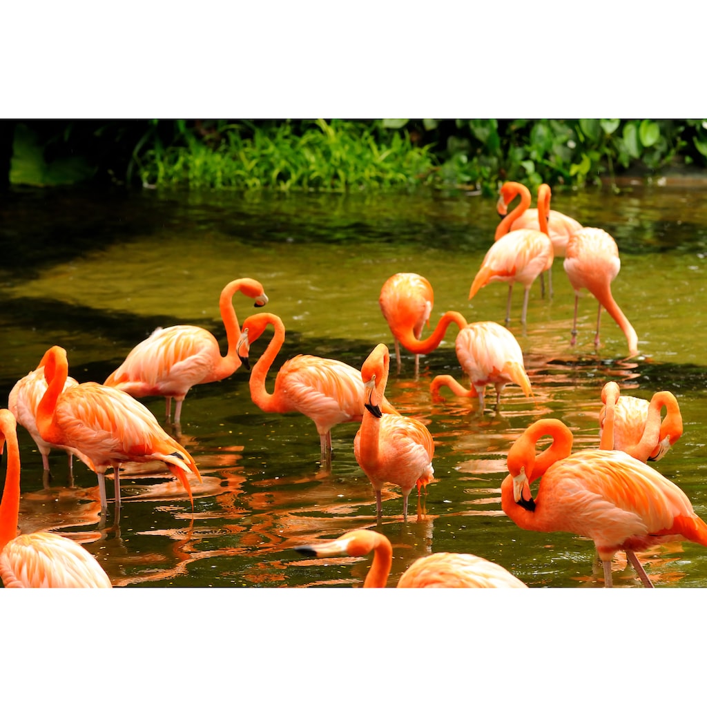 Papermoon Fototapete »Pink Flamingos«