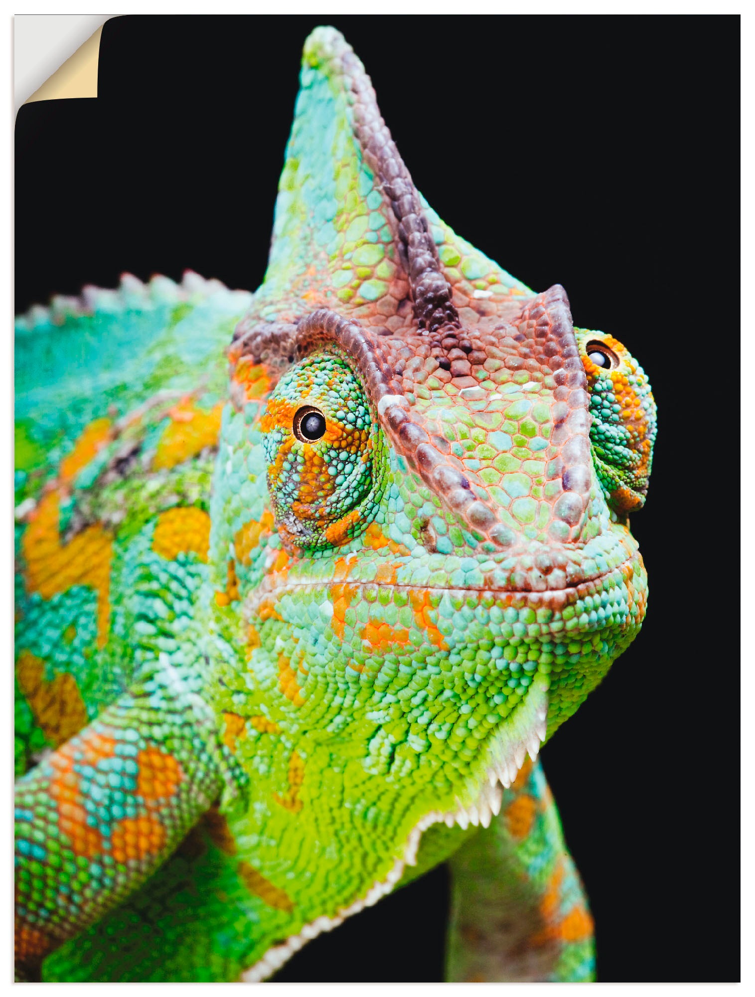 Artland Wandbild »Yemen Chamäleon«, Reptilien, (1 St.), als Alubild, Outdoorbild, Poster, Wandaufkleber in verschied. Größen