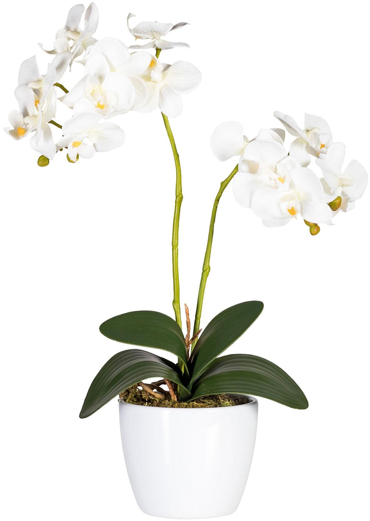 Creativ green Kunstpflanze »Phalaenopsis«