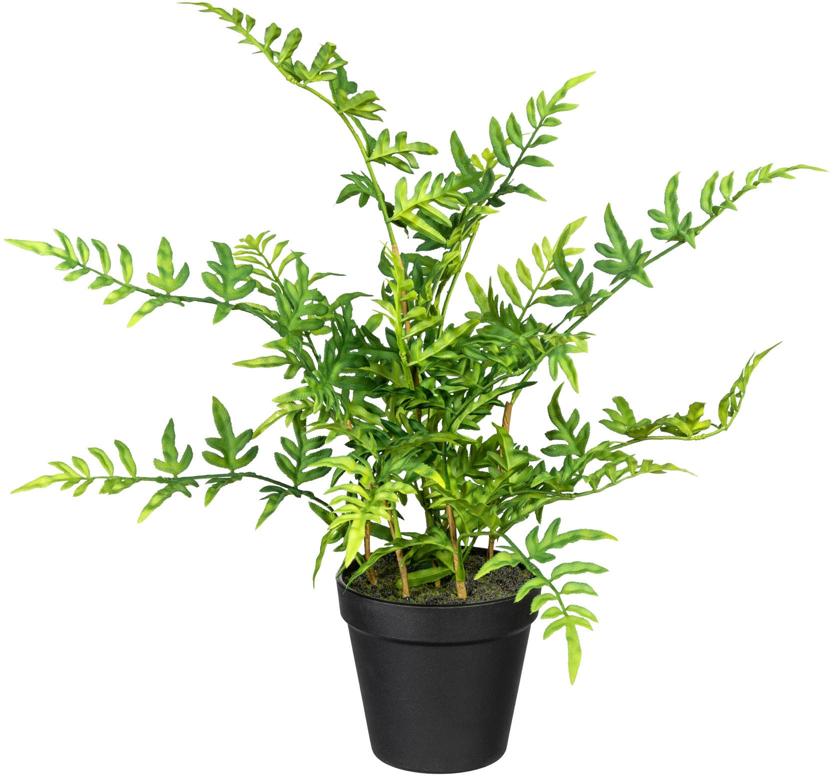 Creativ green Künstliche Zimmerpflanze »Japanischer Farn«, (1 St.)  bestellen online bei OTTO