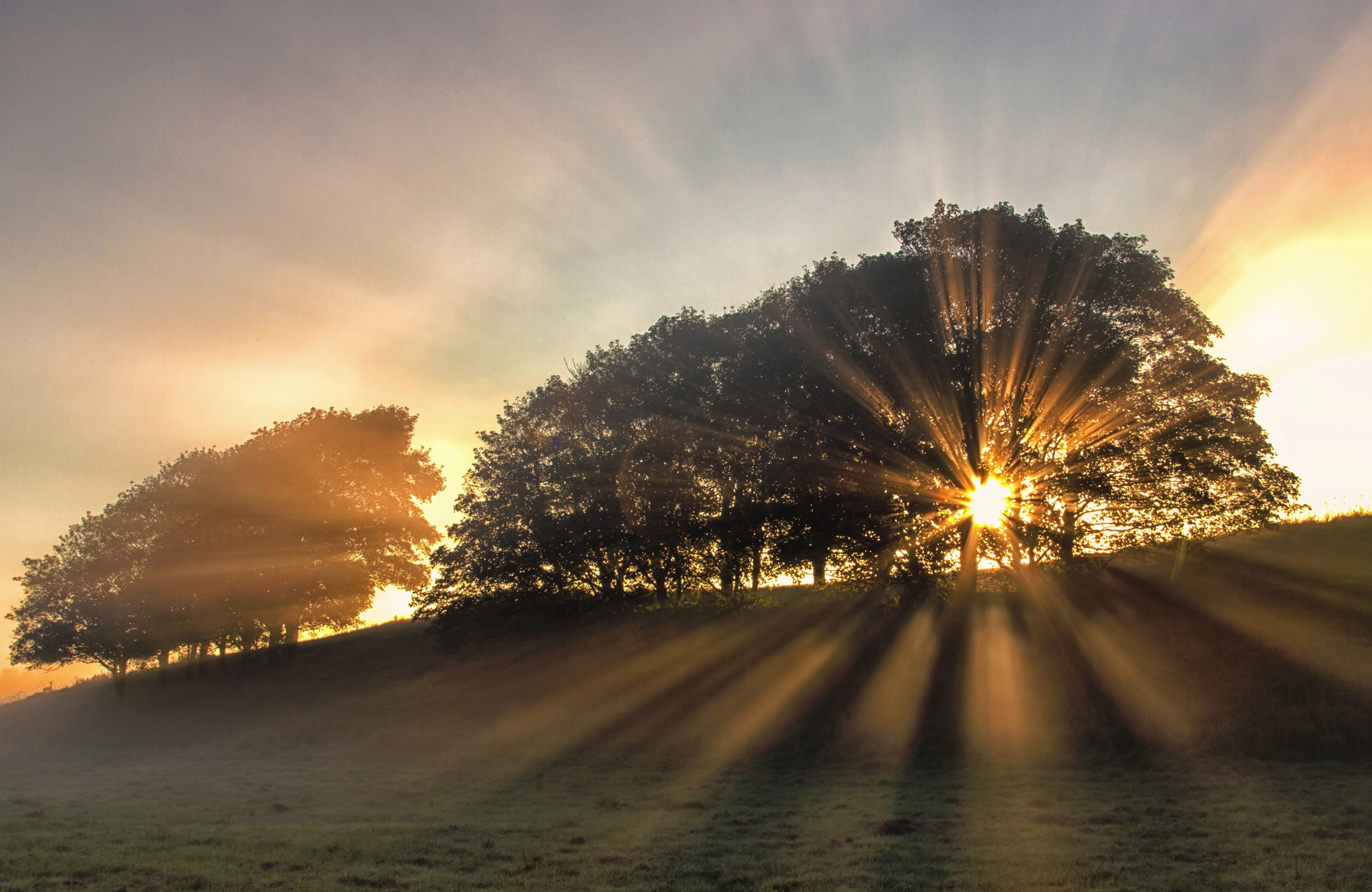 Fototapete »Photo-Art LEIF LONDAL, BÄUME IN SONNENSTRAHLEN«