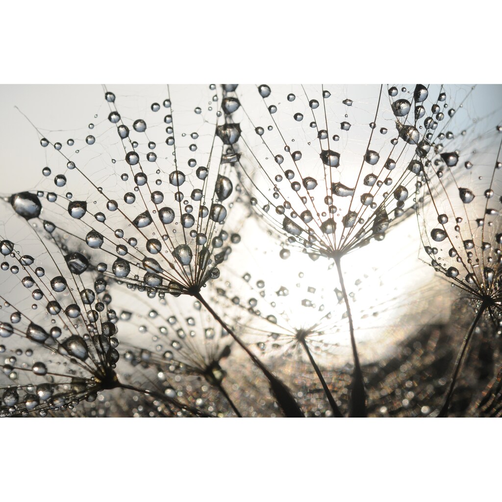 Papermoon Fototapete »Dandelion Seeds Drops«