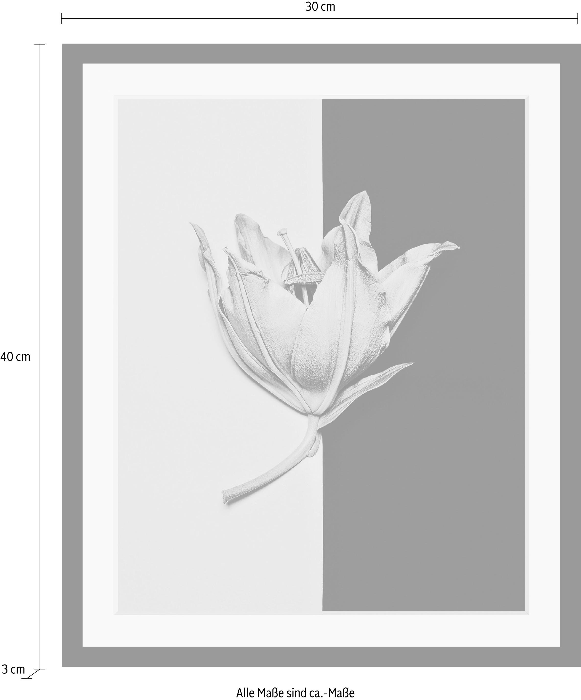 queence Bild »Blüte«, Blumen-Blumenbilder-Pflanzen-Kunst, HD Premium Poster-Druck inkl. Holzrahmen