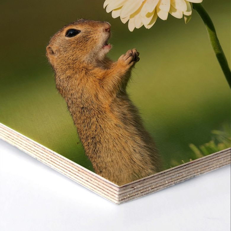 Holzbild Holzbild Wall-Art Online (1 St.) »Eichhörnchen Blumen«, bestellen Shop OTTO im