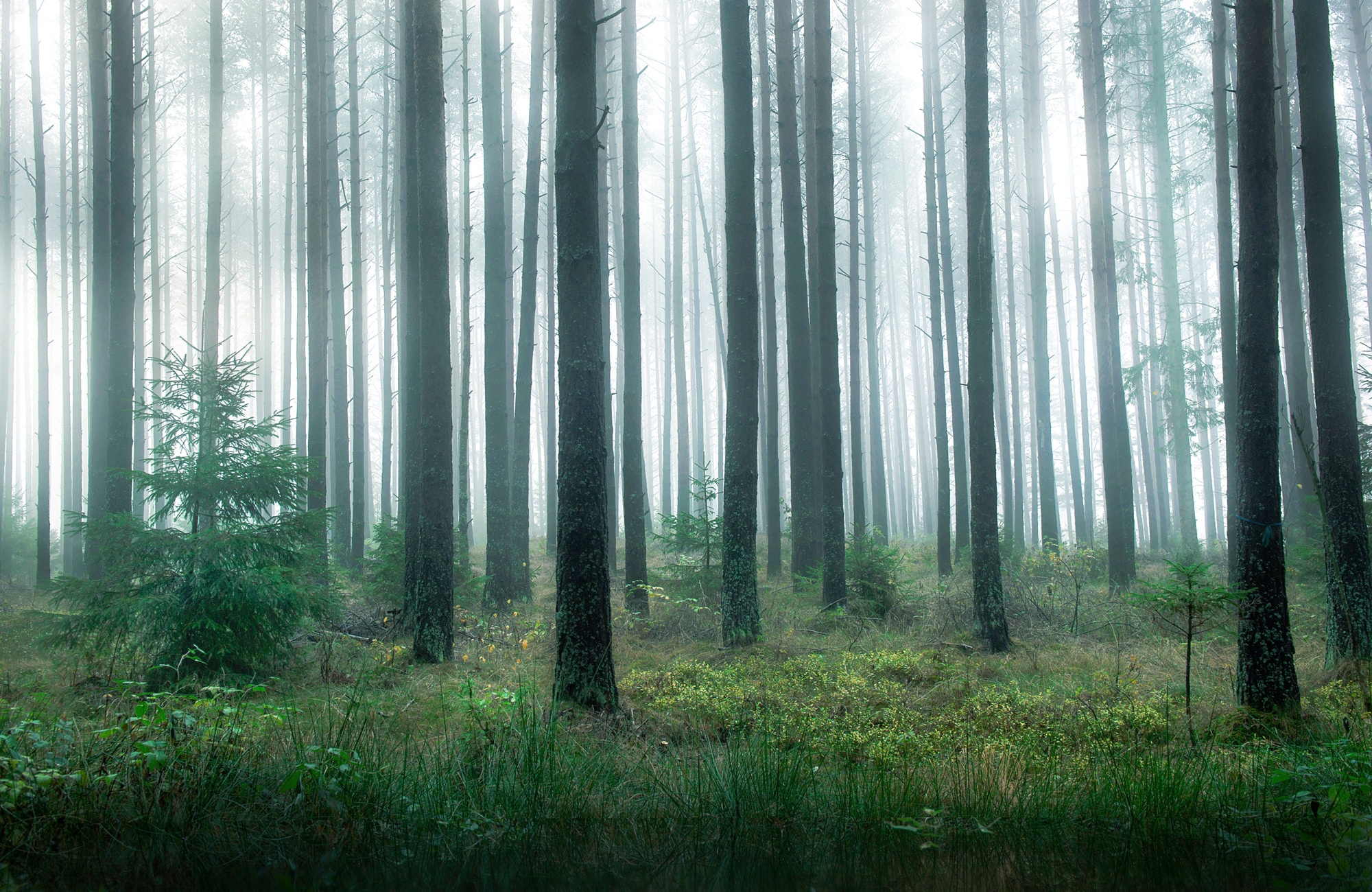 Papermoon Fototapete »Photo-Art CHRISTIAN LINDSTEN, SEE IM WALD«