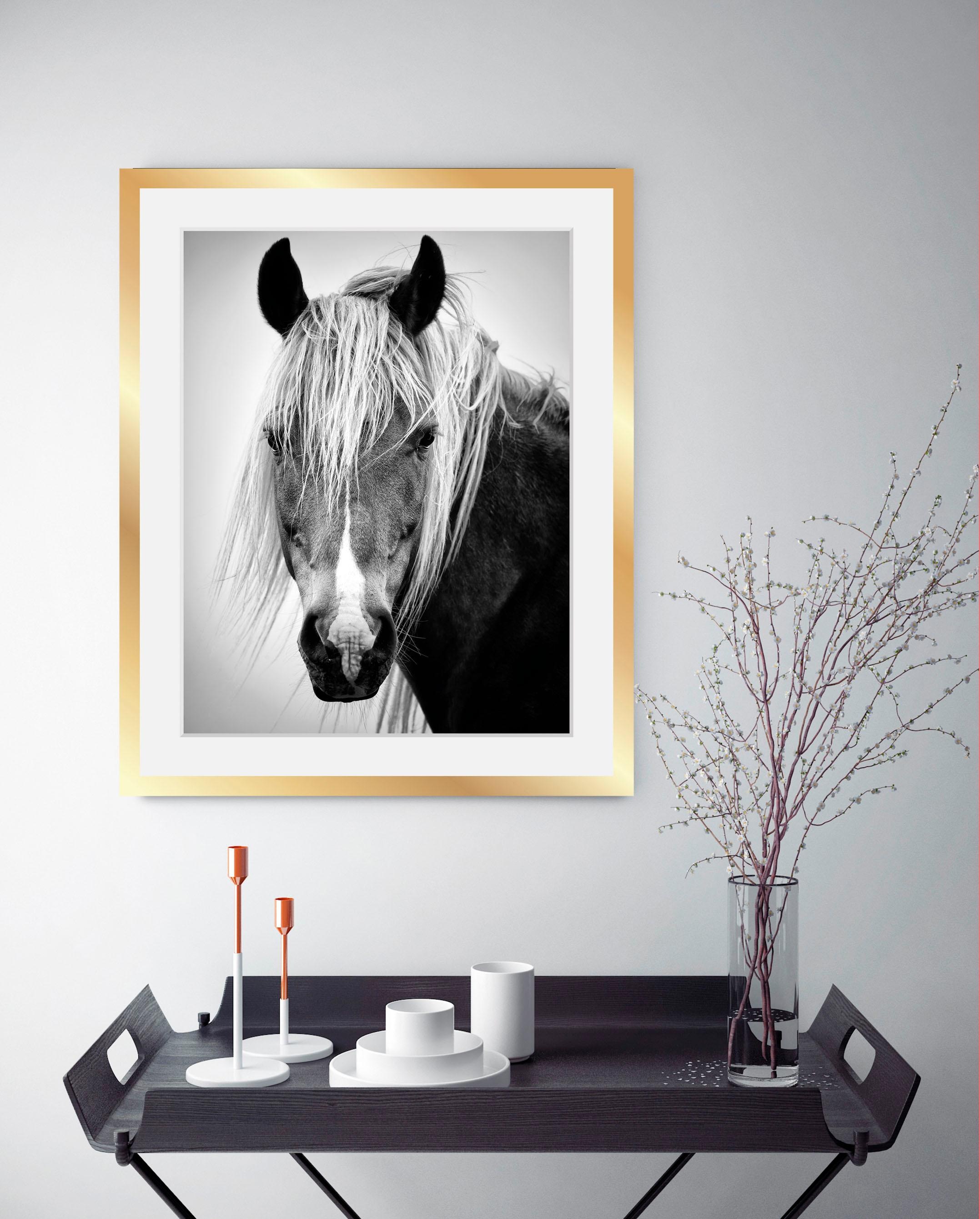 queence Bild »Pferdekopf«, Schwarz-Weiß-Tiere-Pferde-Pferdebilder-Gesicht, HD Premium Poster-Druck inkl. Holzrahmen in schwarz