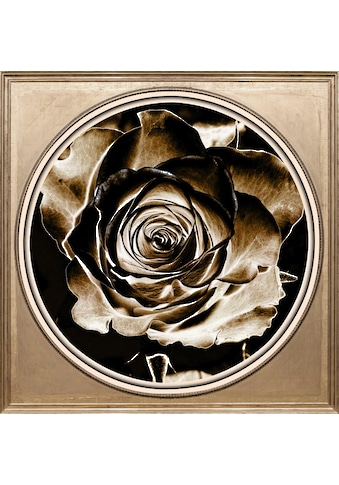 Acrylglasbild »Rose Sepia«