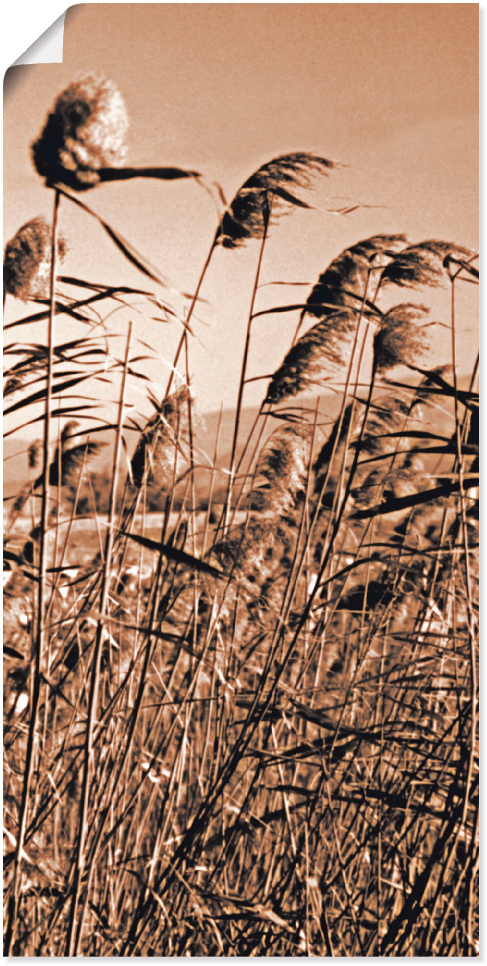 Artland Wandbild »Sepia Gräser II«, Gräser, (1 St.), in vielen Größen & Produktarten - Alubild / Outdoorbild für den Außenbereich, Leinwandbild, Poster, Wandaufkleber / Wandtattoo auch für Badezimmer geeignet