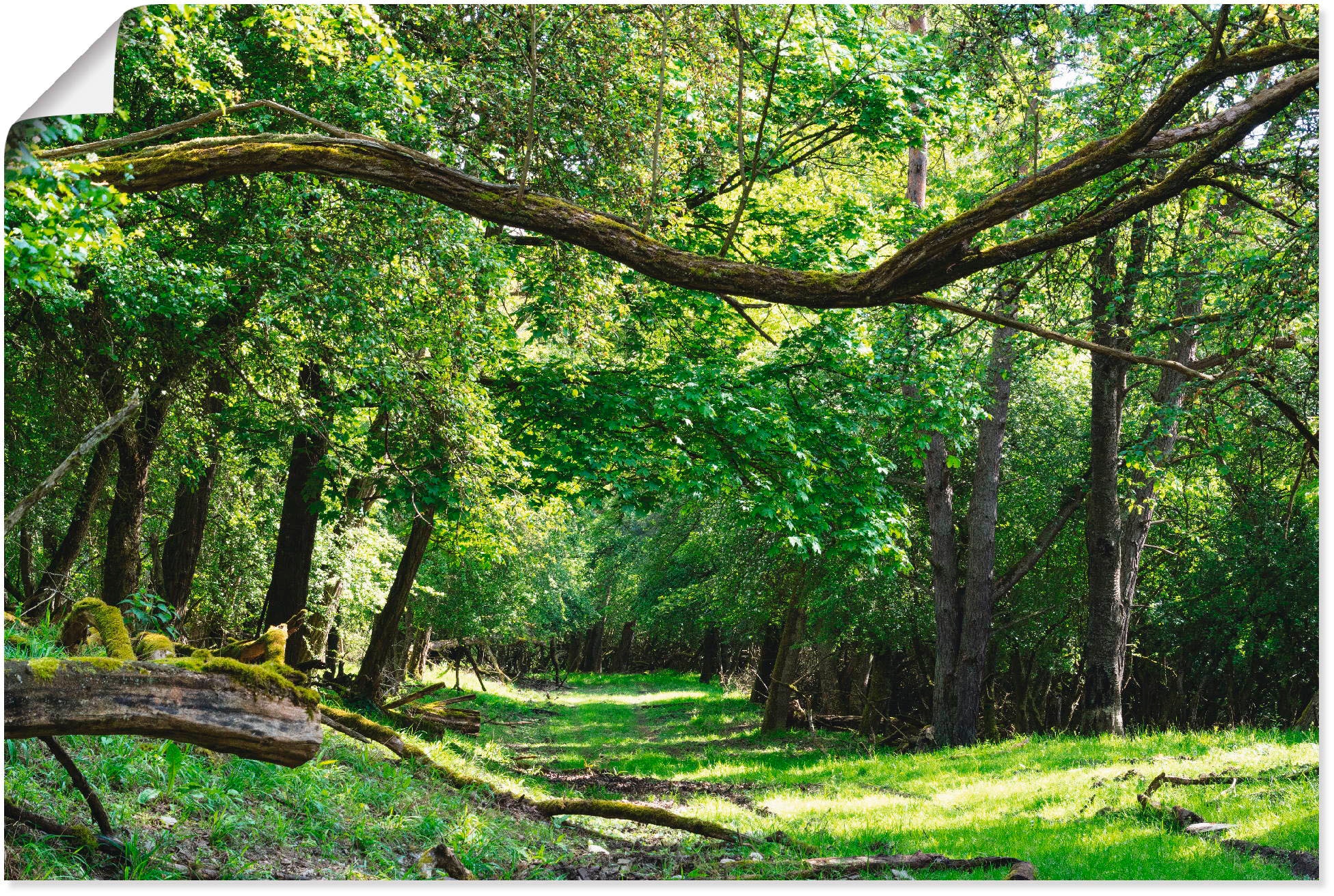 Wandbild »Auf grünem Weg durch den grünen Wald«, Wald, (1 St.), als Alubild,...