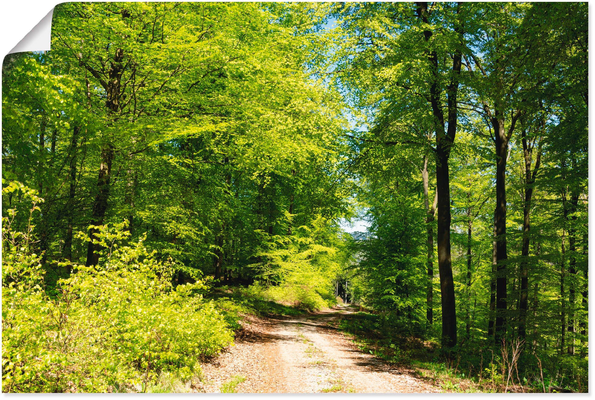 Artland Wald, Wandbild Wandaufkleber Größen als OTTO versch. oder Himmel Alubild, Leinwandbild, »Blauer St.), in online bei Wald über Mai«, (1 im dem Poster