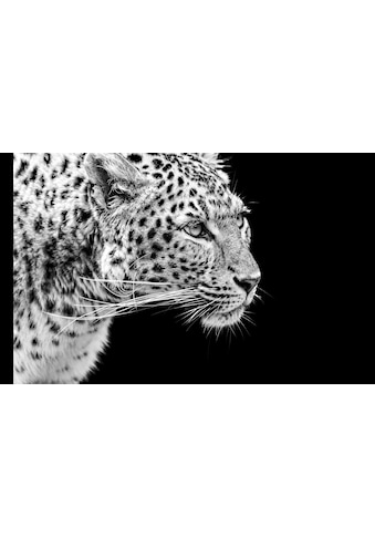 Fototapete »Leopard Schwarz & Weiß«