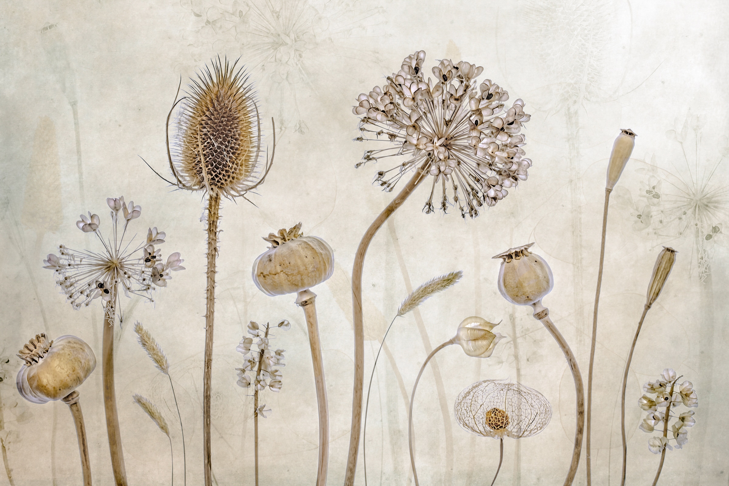 Fototapete »Photo-Art MANDY DISHER, ALT WERDEN«