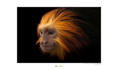 Komar Poster »Golden-headed Lion Tamarin«, Tiere, Höhe: 50cm kaufen
