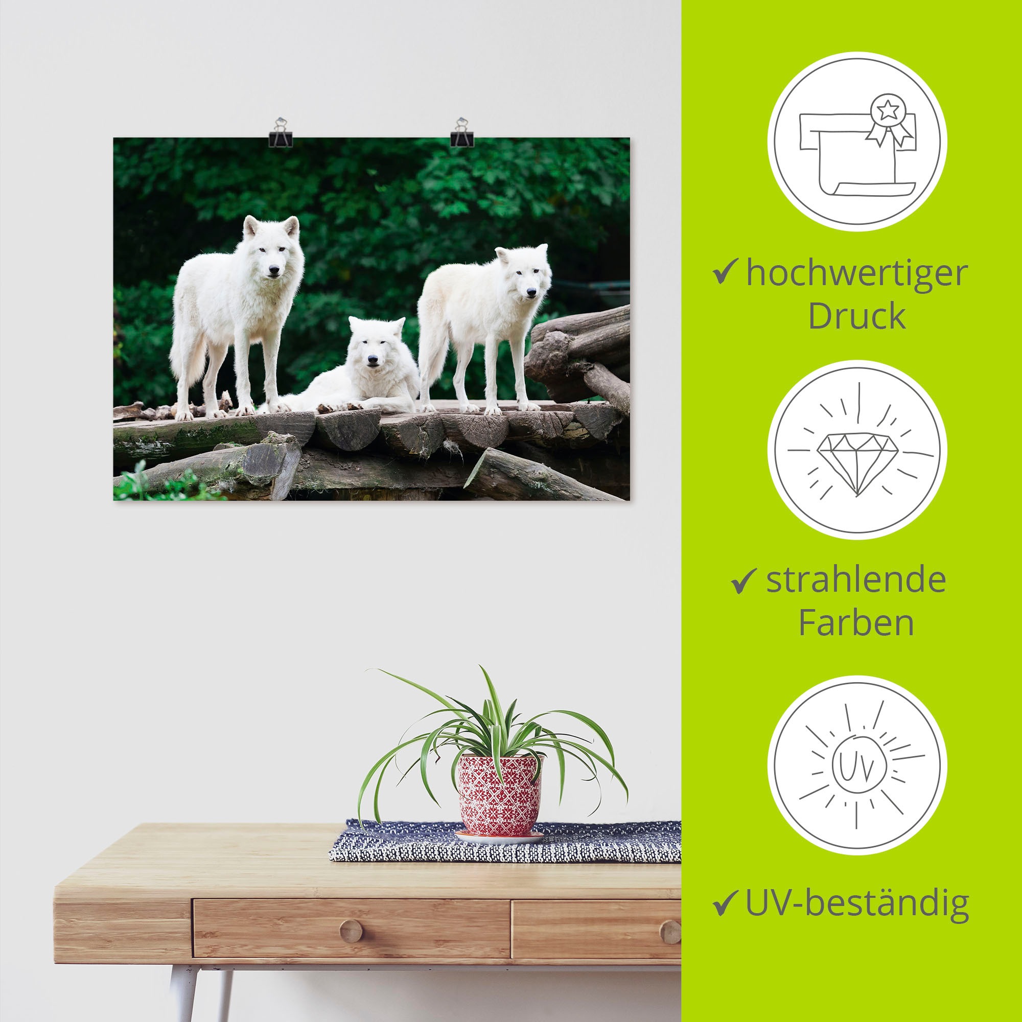 Artland Wandbild »Arktische Wölfe« Wildtiere 1 Stk. tlg. als Leinwandbild, Poster in verschied. Größen