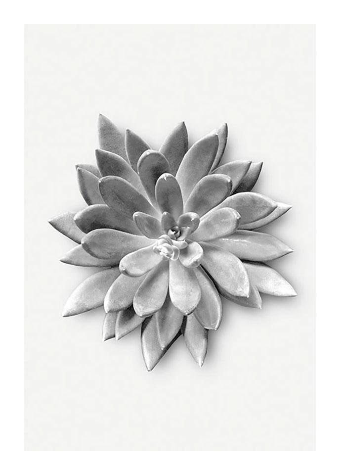 Komar Bild »Succulent Agave«, Pflanzen-Blätter, (1 St.), Wandbild zur Dekoration - ohne Rahmen