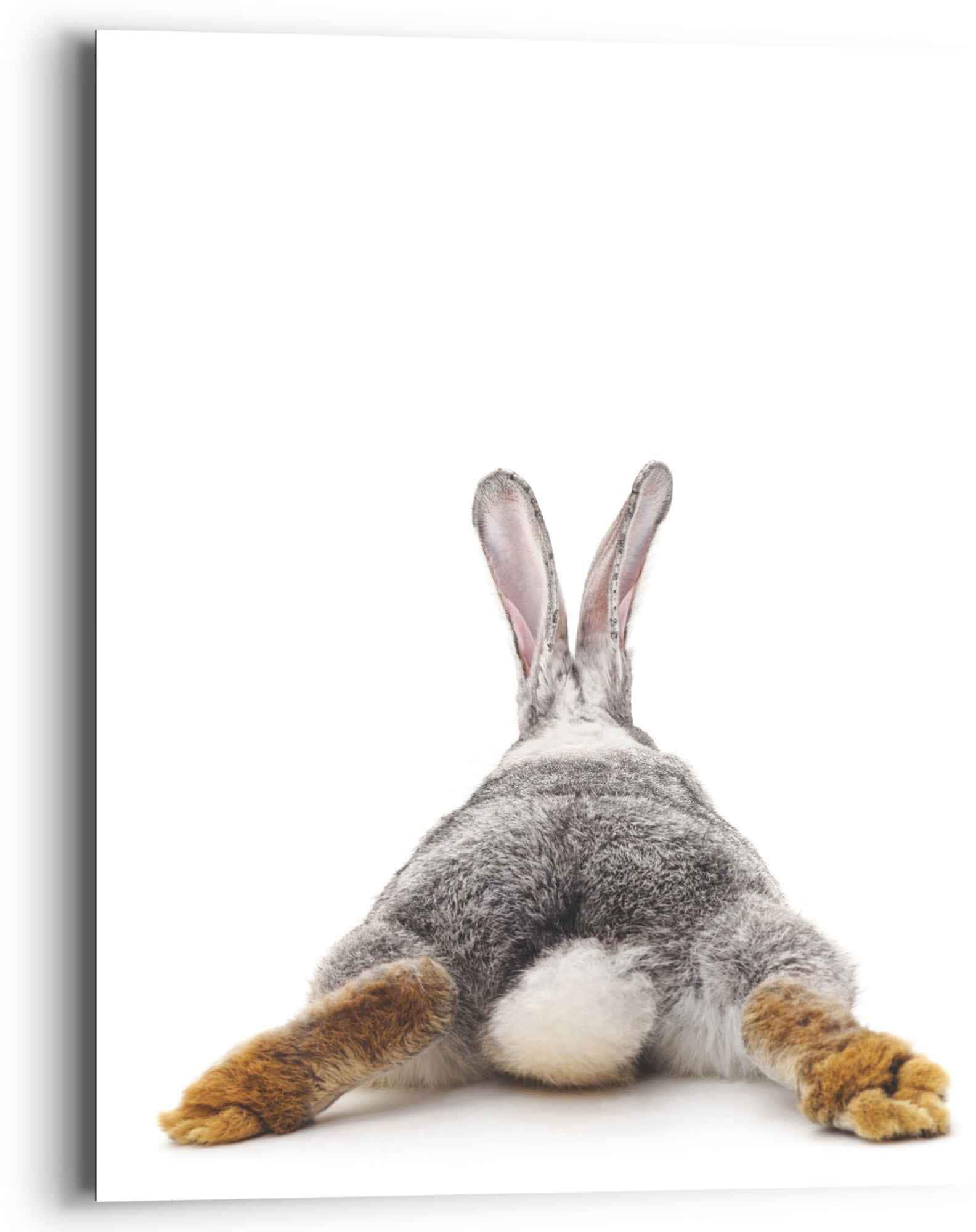Reinders! Wandbild »Wandbild Kaninchen Rabbit Relax«, (1 Online St.) Hasen, Schwanz - im Hase - Shop OTTO 