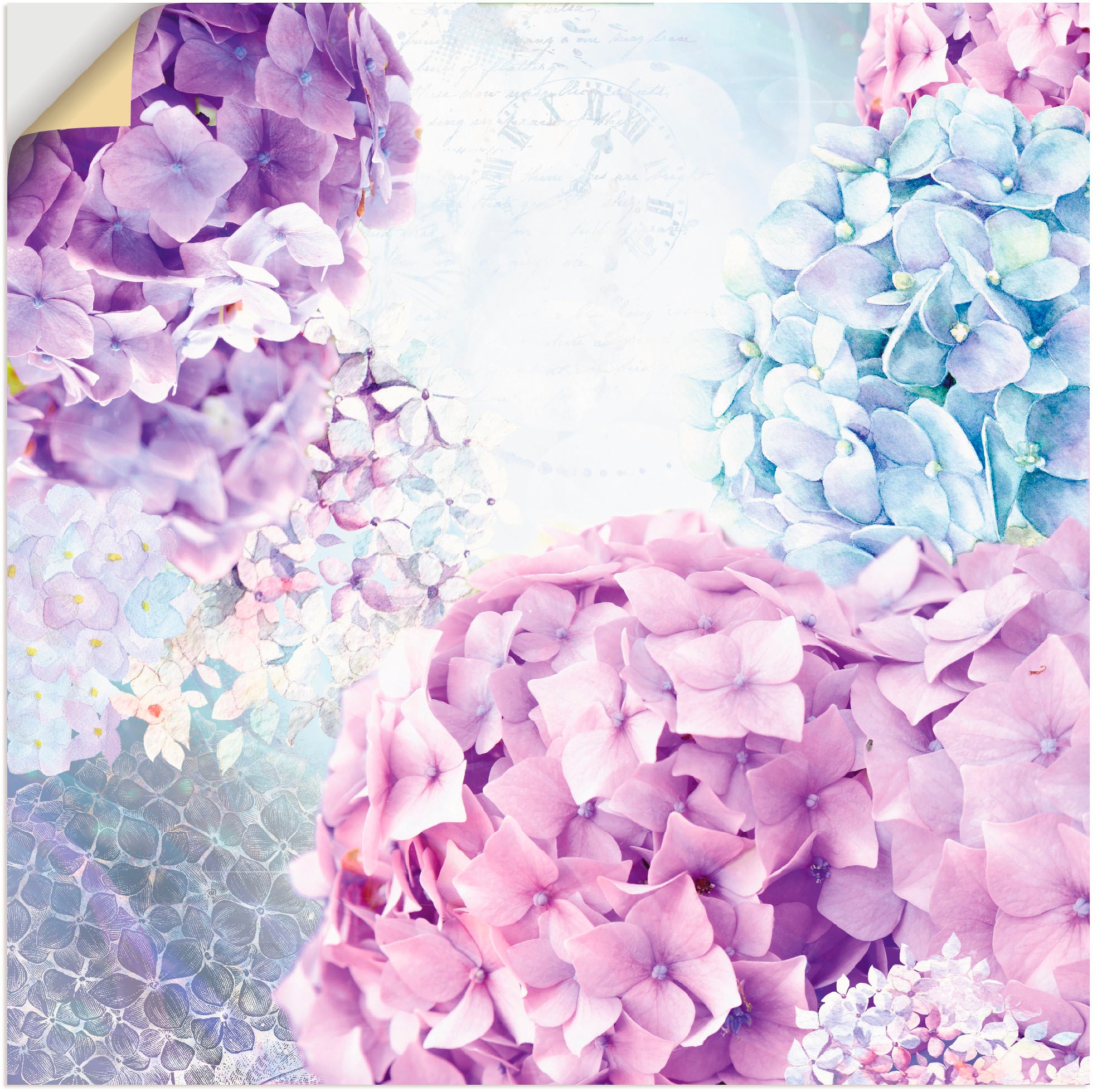 Artland Wandbild »Blau und Pink Hortensie«, Blumen, (1 St.), in vielen Größen & Produktarten - Alubild / Outdoorbild für den Außenbereich, Leinwandbild, Poster, Wandaufkleber / Wandtattoo auch für Badezimmer geeignet