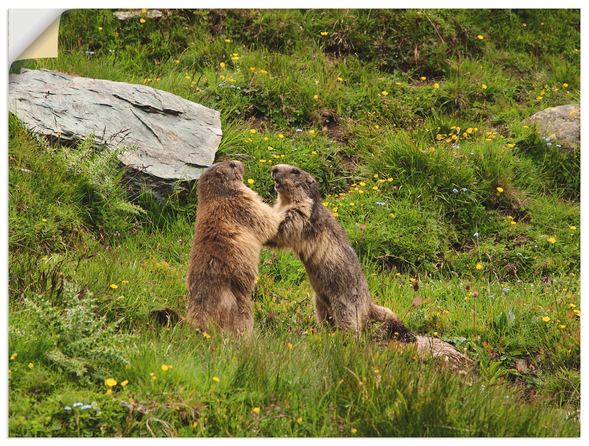 Artland Wandbild »Murmeltiere«, Wildtiere, (1 St.), in vielen Größen & Produktarten -Leinwandbild, Poster, Wandaufkleber / Wandtattoo auch für Badezimmer geeignet