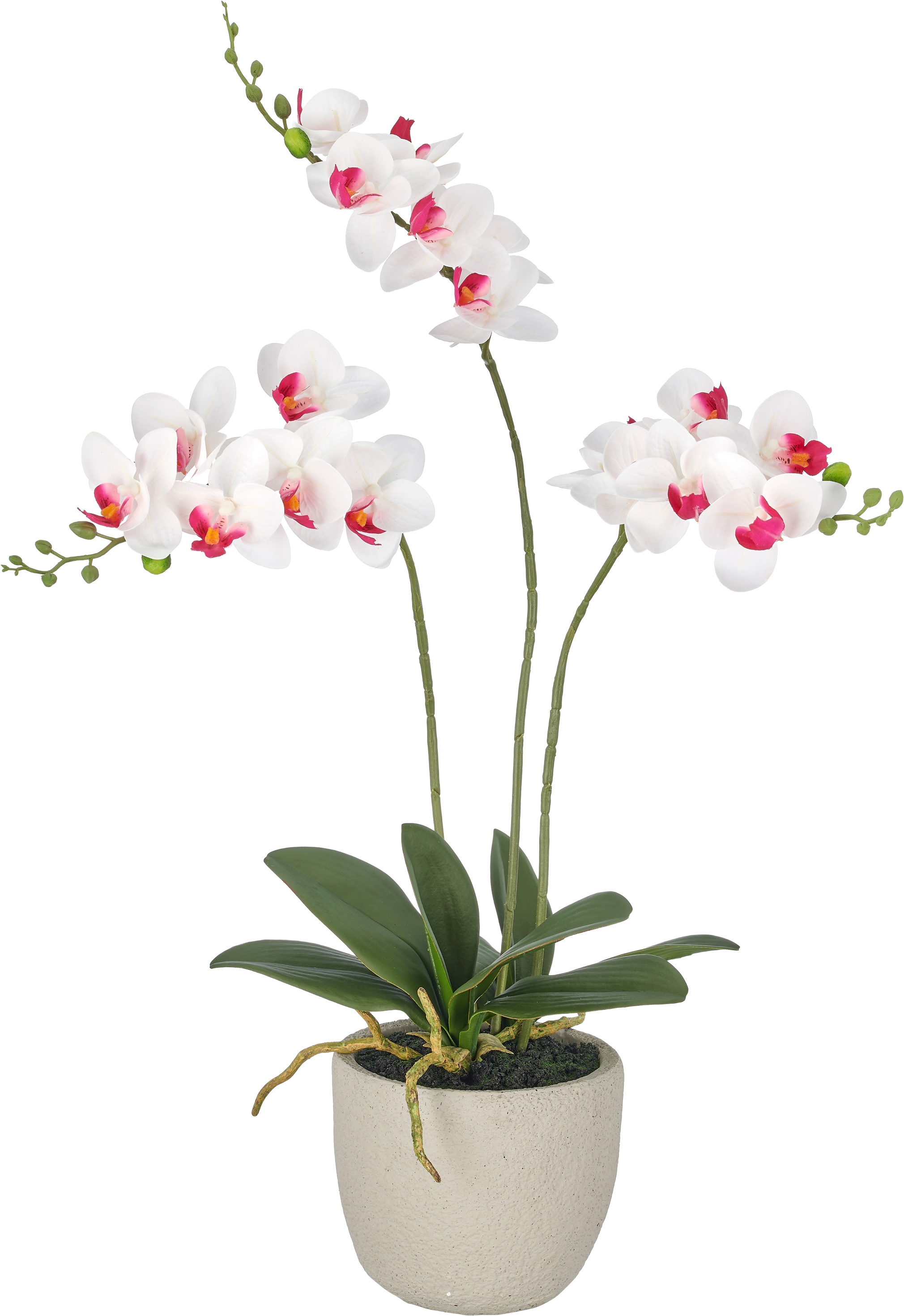 Creativ green Kunstorchidee »Phalaenopsis« mit drei Blütenstielen