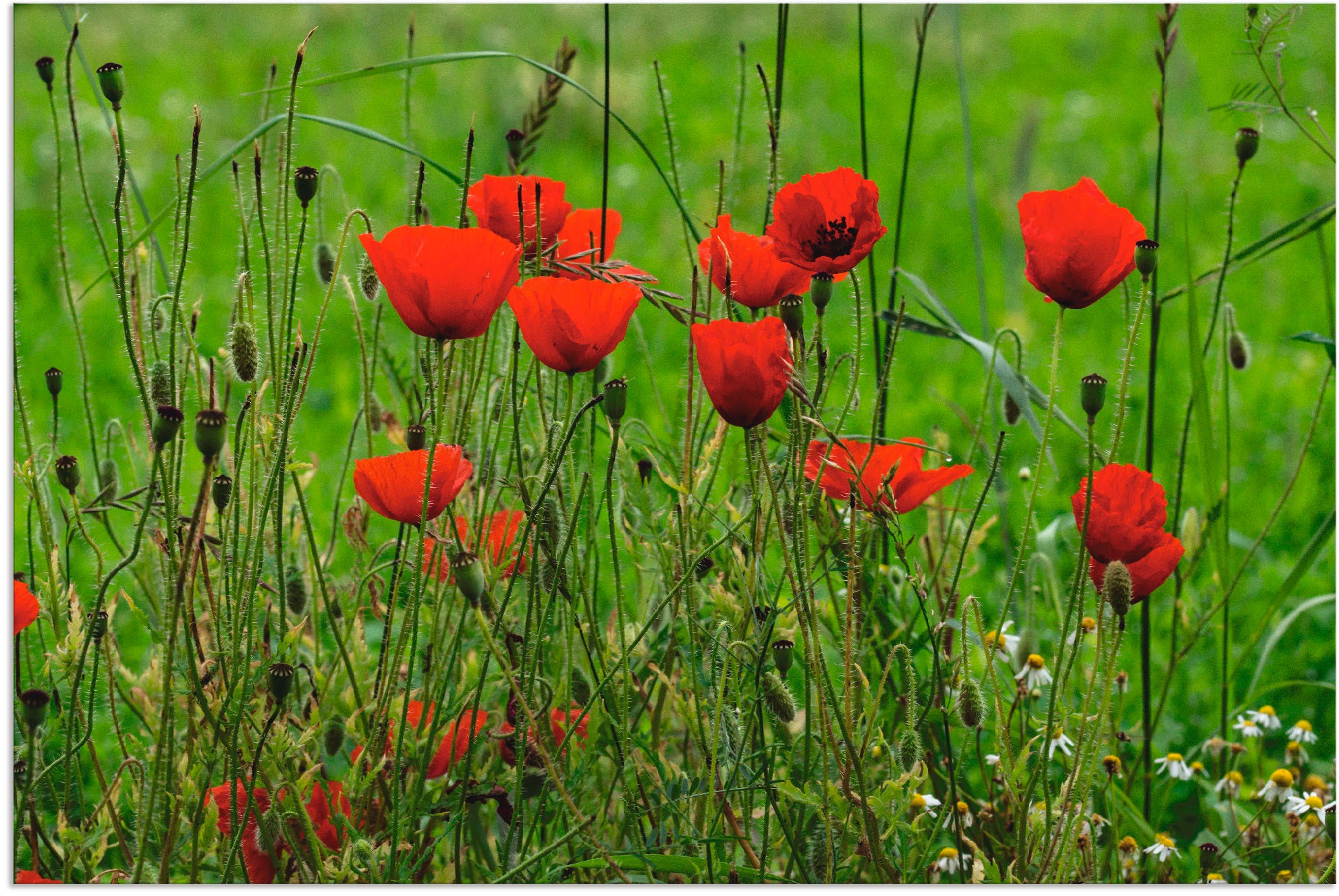 Artland Wandbild »Mohnblumen am Wegesrand«, Blumen, (1 St.), in vielen Größen & Produktarten - Alubild / Outdoorbild für den Außenbereich, Leinwandbild, Poster, Wandaufkleber / Wandtattoo auch für Badezimmer geeignet