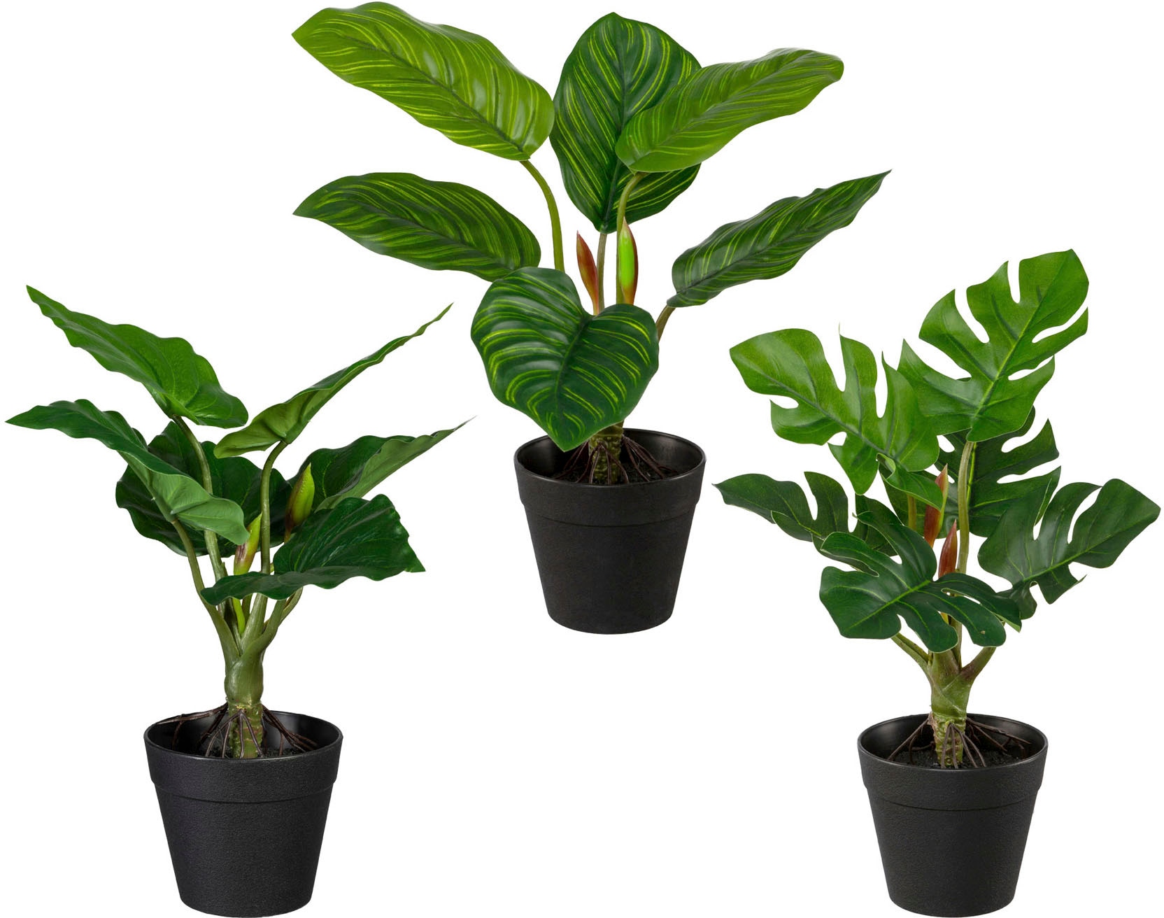Creativ green Künstliche Zimmerpflanze »Set aus Grünpflanzen«, (3 St.), 3er  Set online bei OTTO
