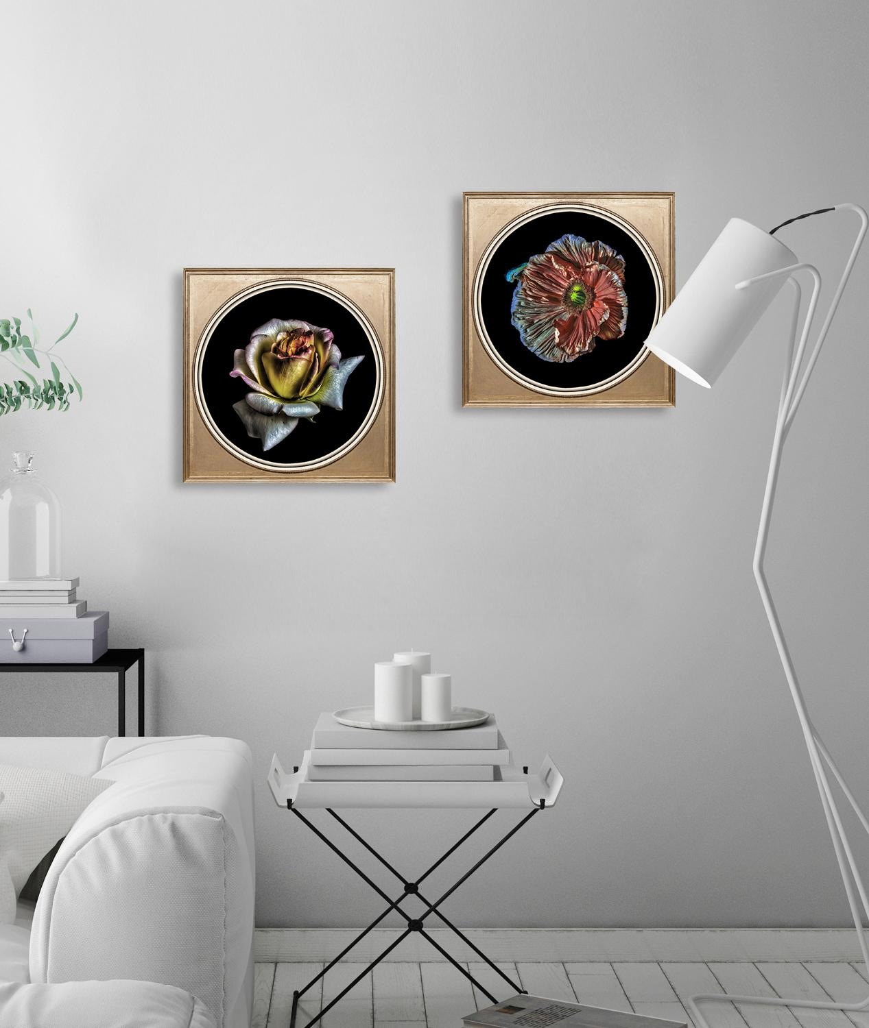 queence Acrylglasbild »Rose« Blumen | Blumenbilder | Gemälde | Kunst | Pflanzen | Pflanzenbilder Fine Art-Print in Galeriequalität