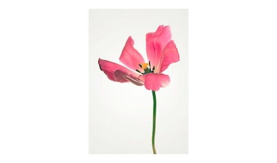 Komar Poster »Tulip«, Blumen, Höhe: 50cm kaufen