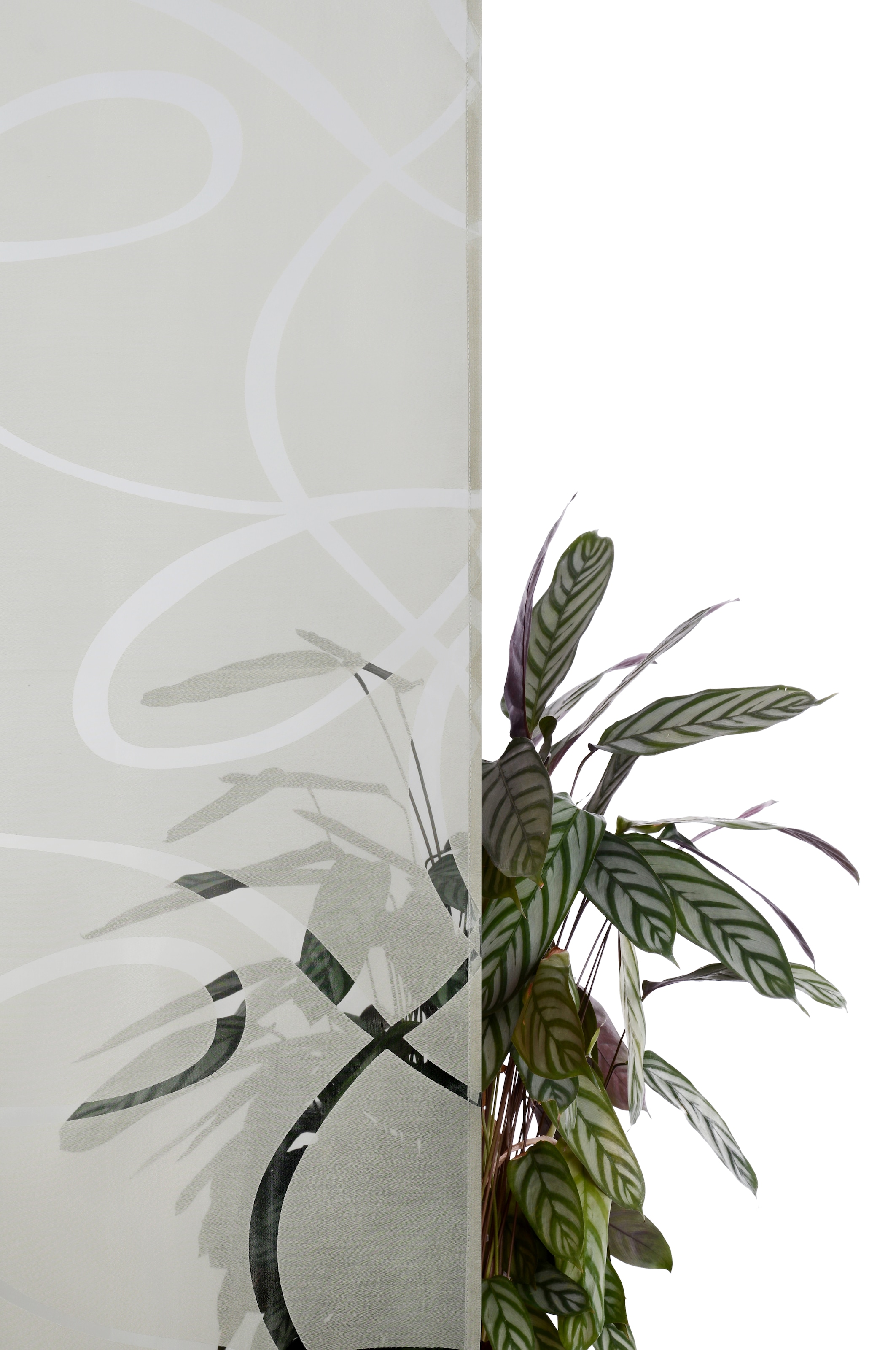Bruno Banani Gardine »Tilo« Ösen 1 Stk. tlg. transparent, Ausbrenner, gewebt, verschiedene Größen,