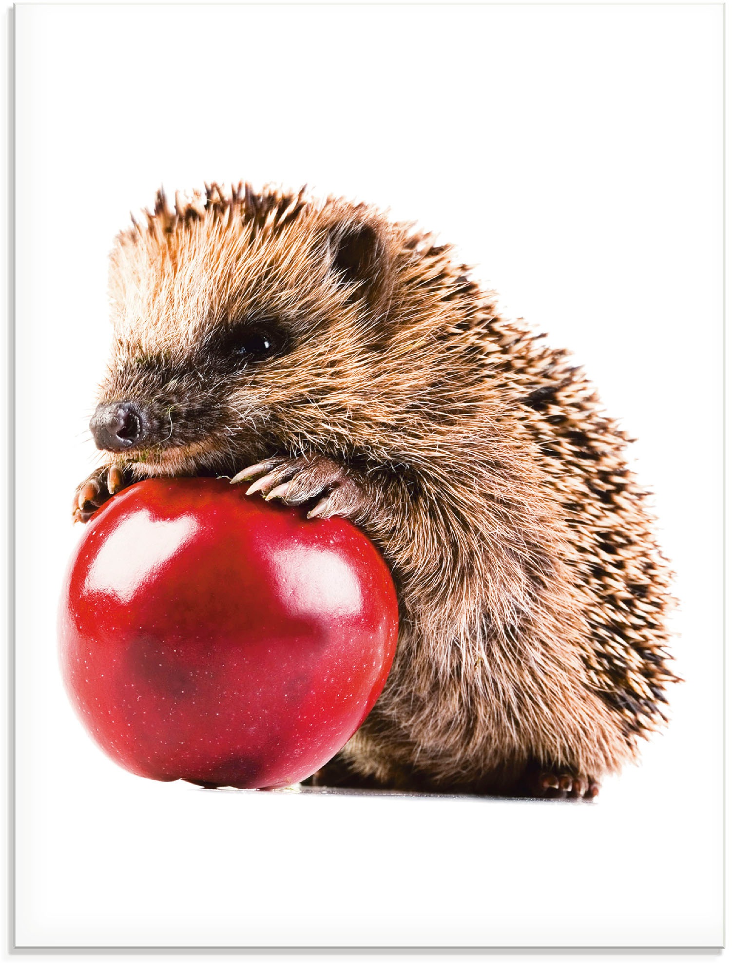 Artland Glasbild »Glücklicher Igel«, Wildtiere, (1 St.)