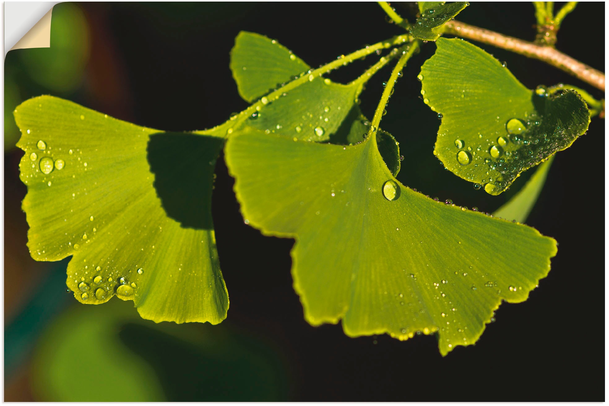 Artland Wandbild »Ginkgo Blätter«, Blätter, (1 St.), in vielen Größen & Produktarten - Alubild / Outdoorbild für den Außenbereich, Leinwandbild, Poster, Wandaufkleber / Wandtattoo auch für Badezimmer geeignet
