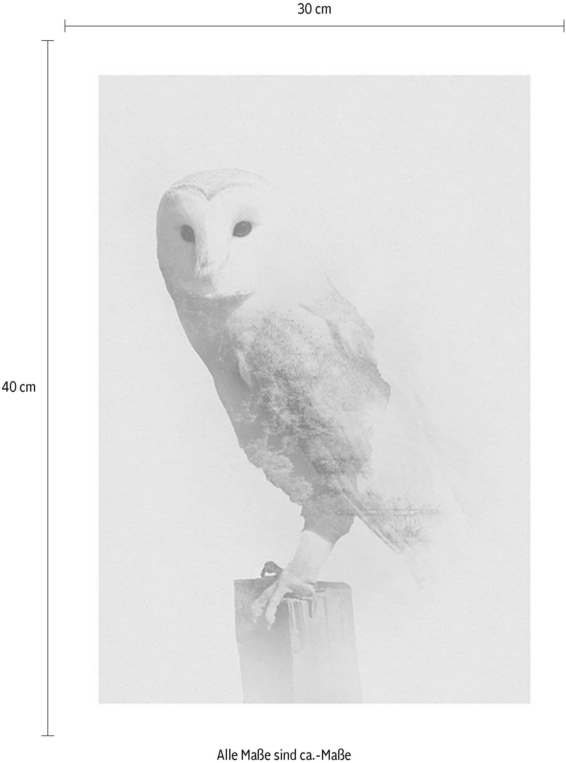 Komar Bild »Animals Forest Owl« Tiere 1 Stk. tlg. Wandbild zur Dekoration - ohne Rahmen