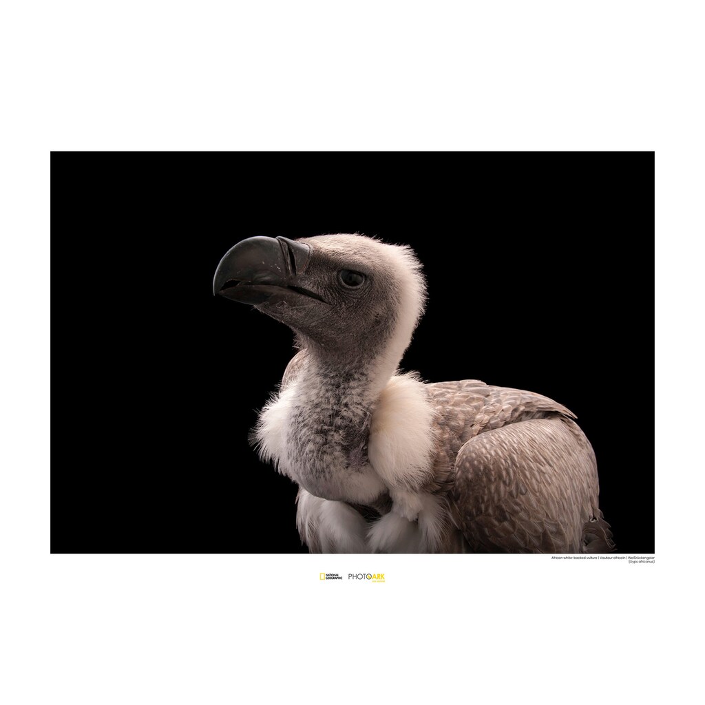 Komar Poster »African White-backed Vulture«, Tiere