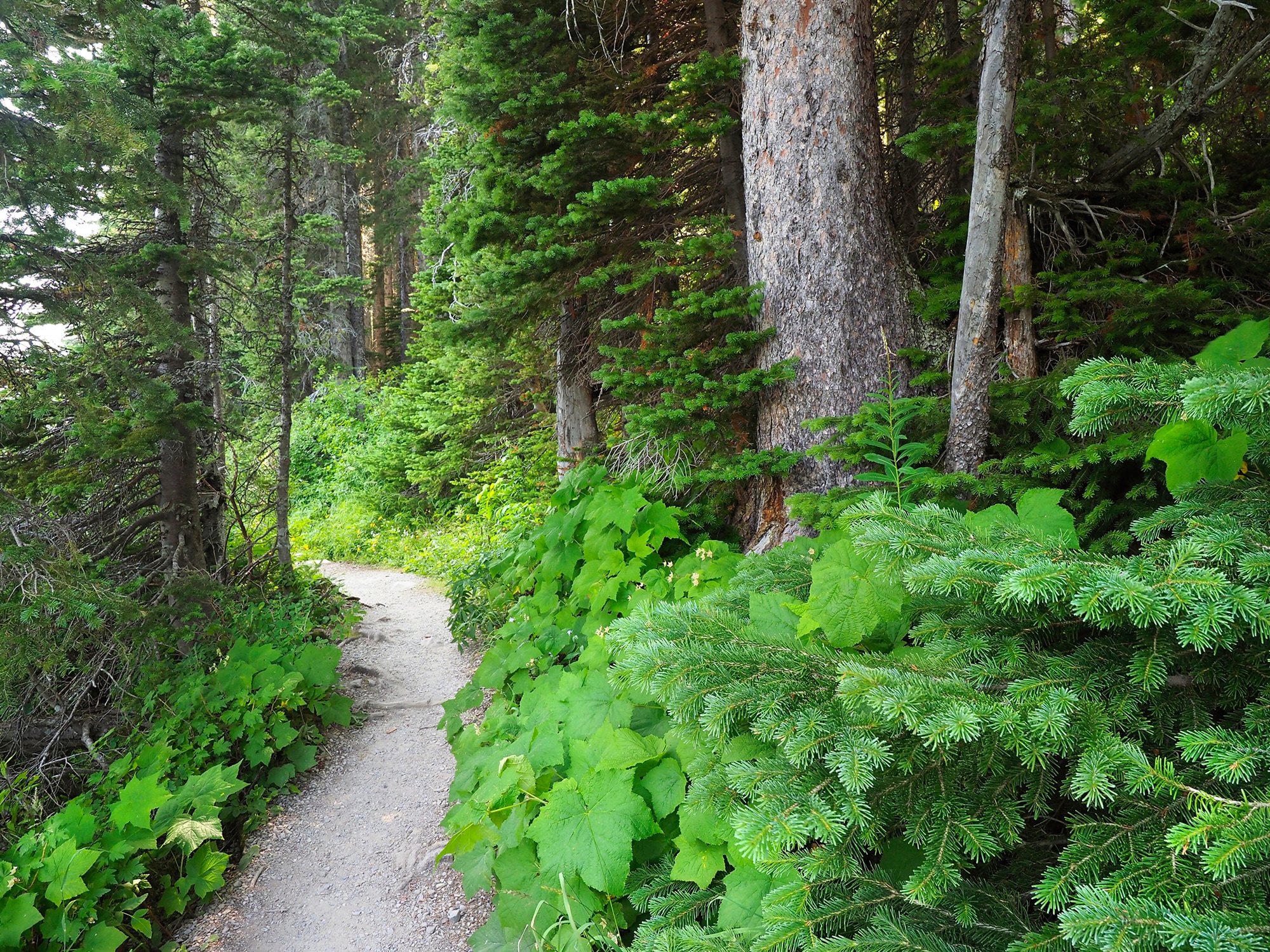 Fototapete »WALD IN KANADA-BAUM FICHTE NATUR PFLANZE SONNE WEG SEE«