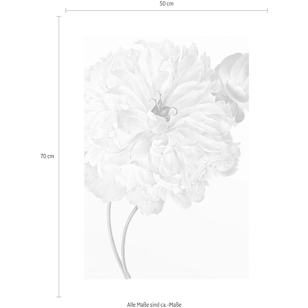 Komar Poster »Illustration Dahlia«, Blumen, (1 St.)