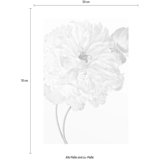 Komar Poster »Illustration Dahlia«, Blumen, (1 St.), Kinderzimmer,  Schlafzimmer, Wohnzimmer bestellen online bei OTTO