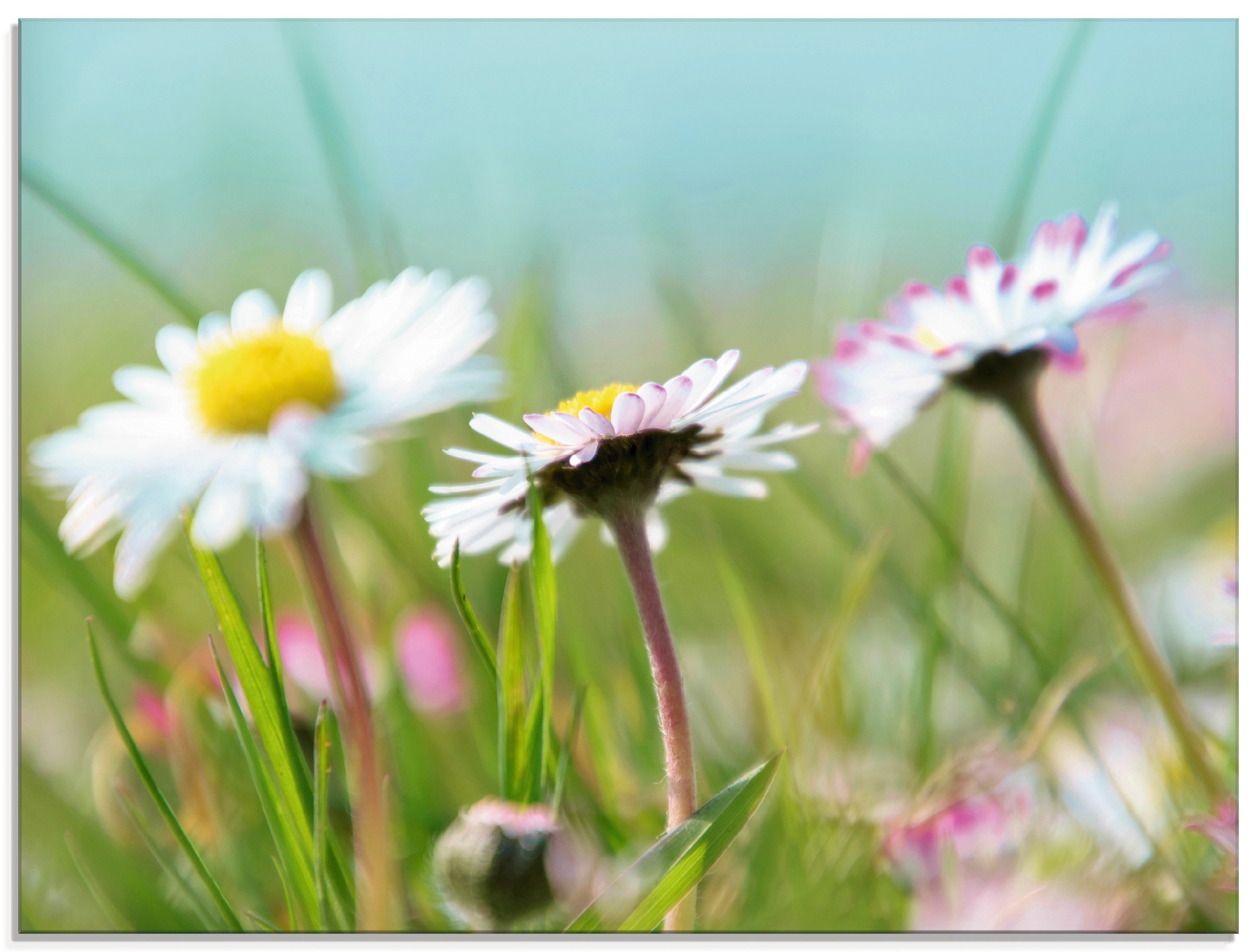 Glasbild »Gänseblümchen Romantik«, Blumen, (1 St.), in verschiedenen Größen