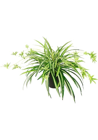I.GE.A. Kunstpflanze »Wasserlilie«, Im Topf kaufen