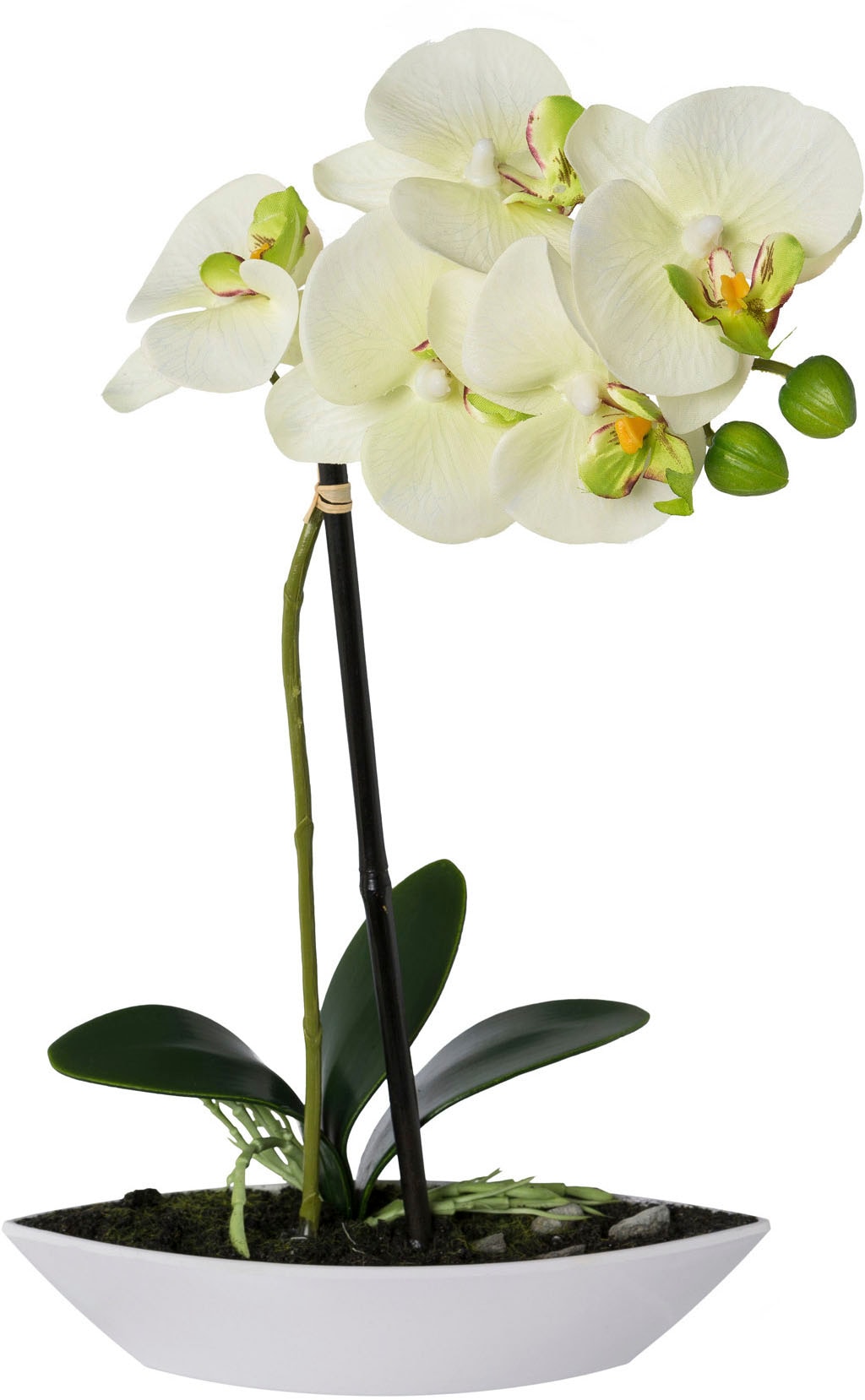 Creativ green Kunstorchidee »Phalaenopsis«, (2 St.), 2er Set, in  Kunststoffschale online bei OTTO
