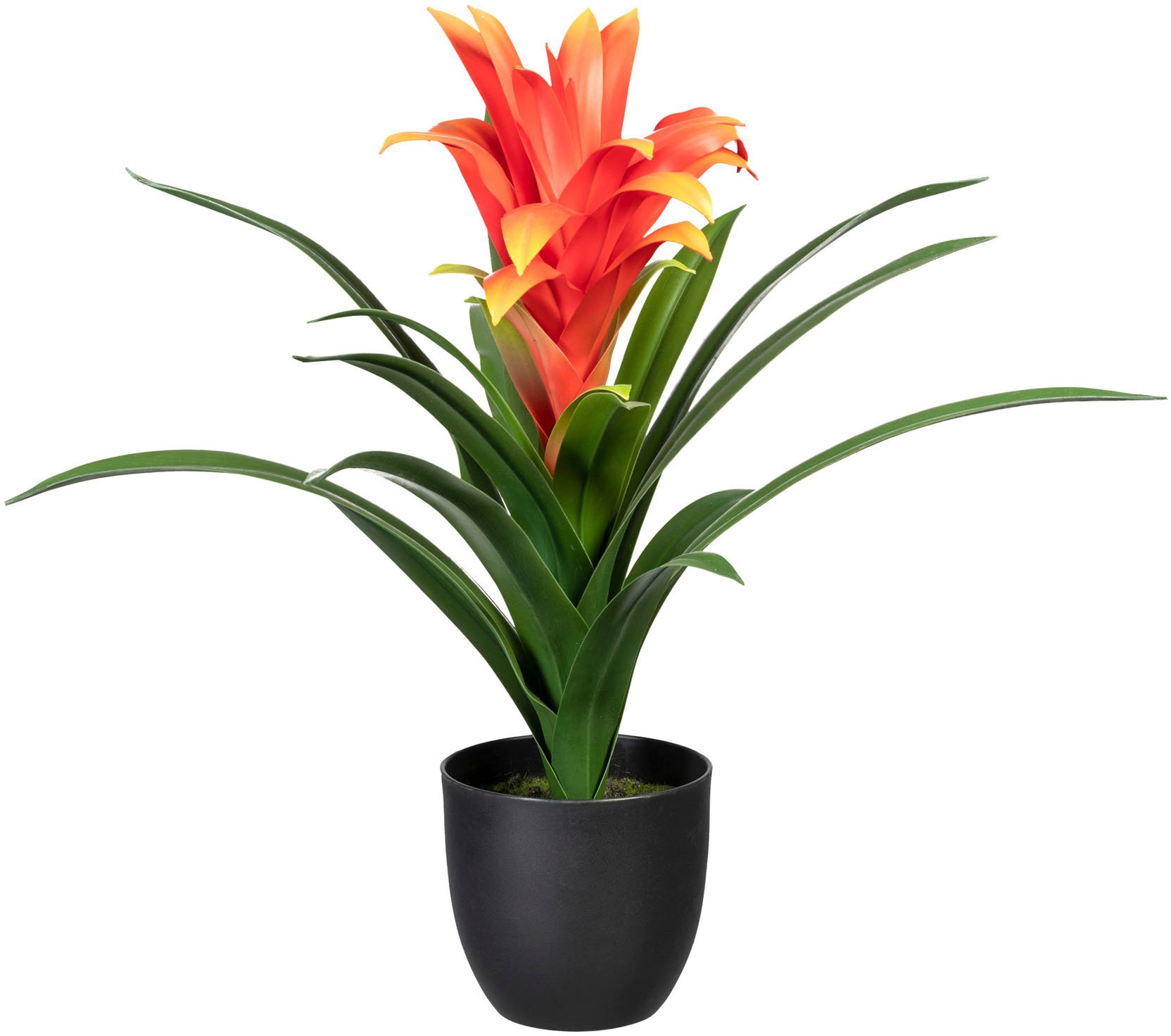 Creativ green Künstliche Zimmerpflanze »Bromelia guzmania«