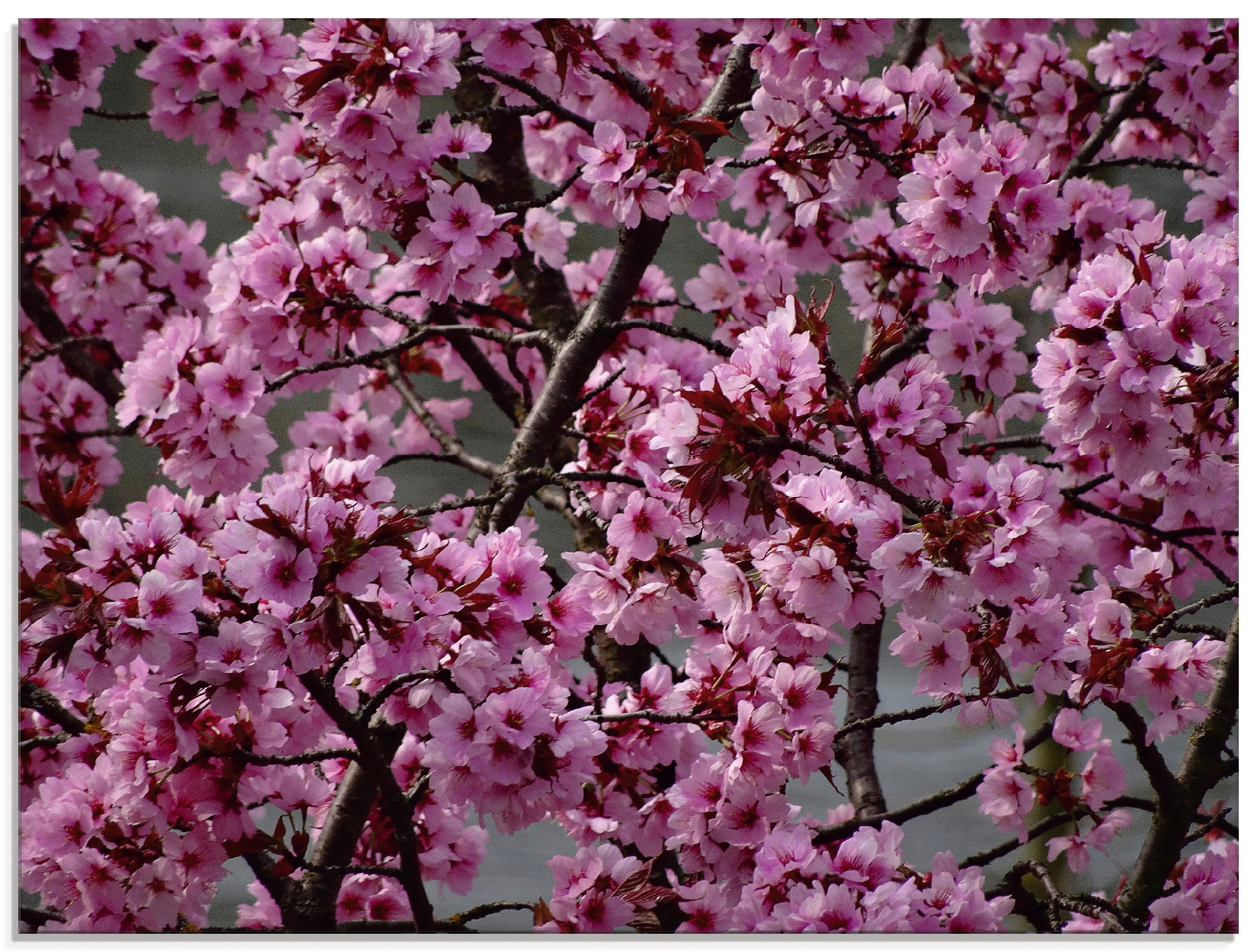 Glasbild »Japanische Zierkirschen Blüte«, Bäume, (1 St.), in verschiedenen Größen