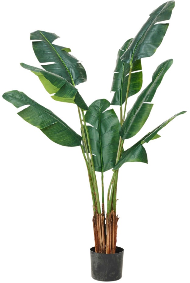 Schneider Kunstpalme, Maße (H/Ø): 150/71 cm kaufen