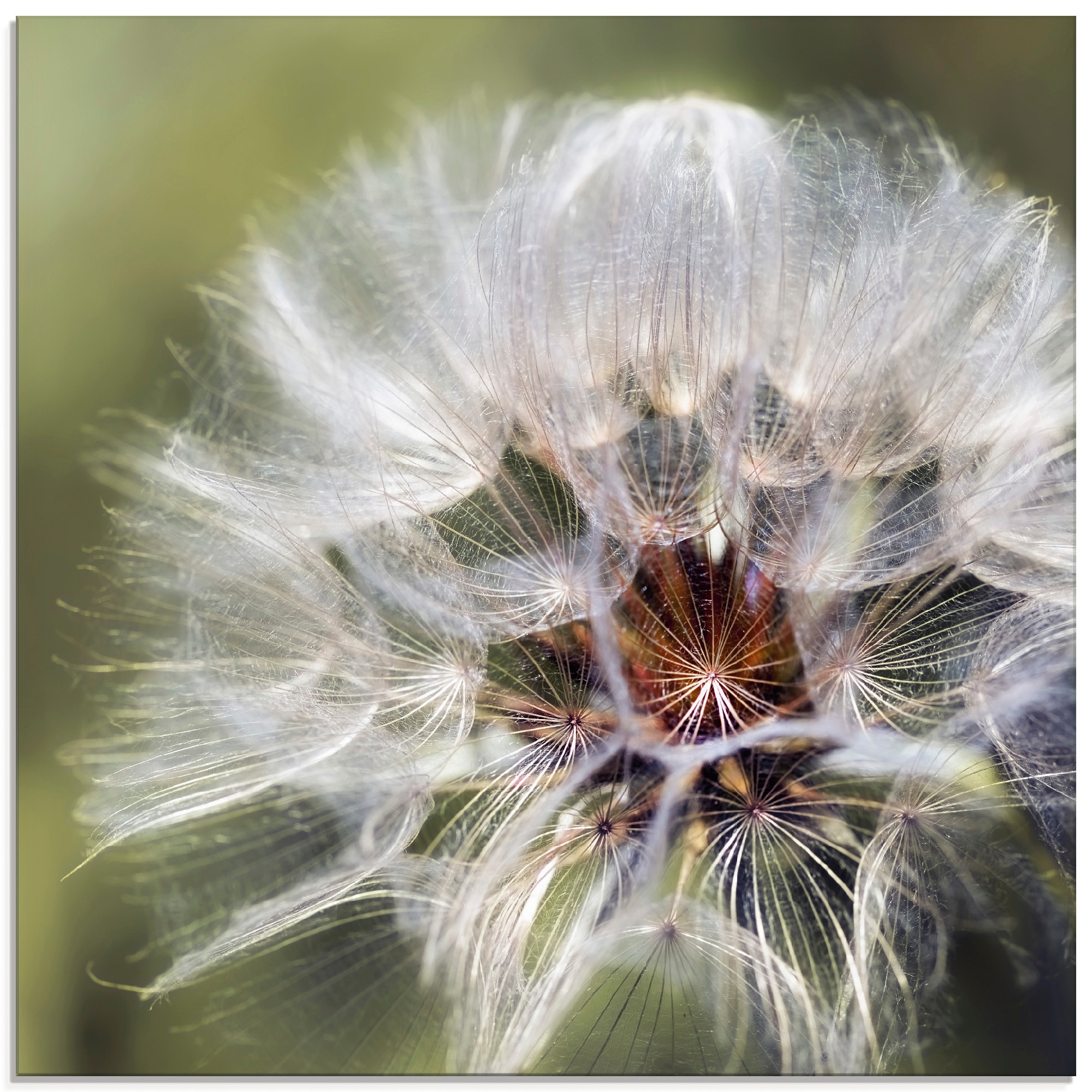 Glasbild »Pusteblume II«, Blumen, (1 St.), in verschiedenen Größen