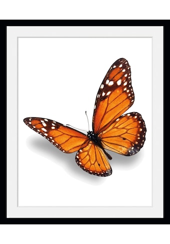 queence Bild »Evelina«, Schmetterlinge, (1 St.) kaufen