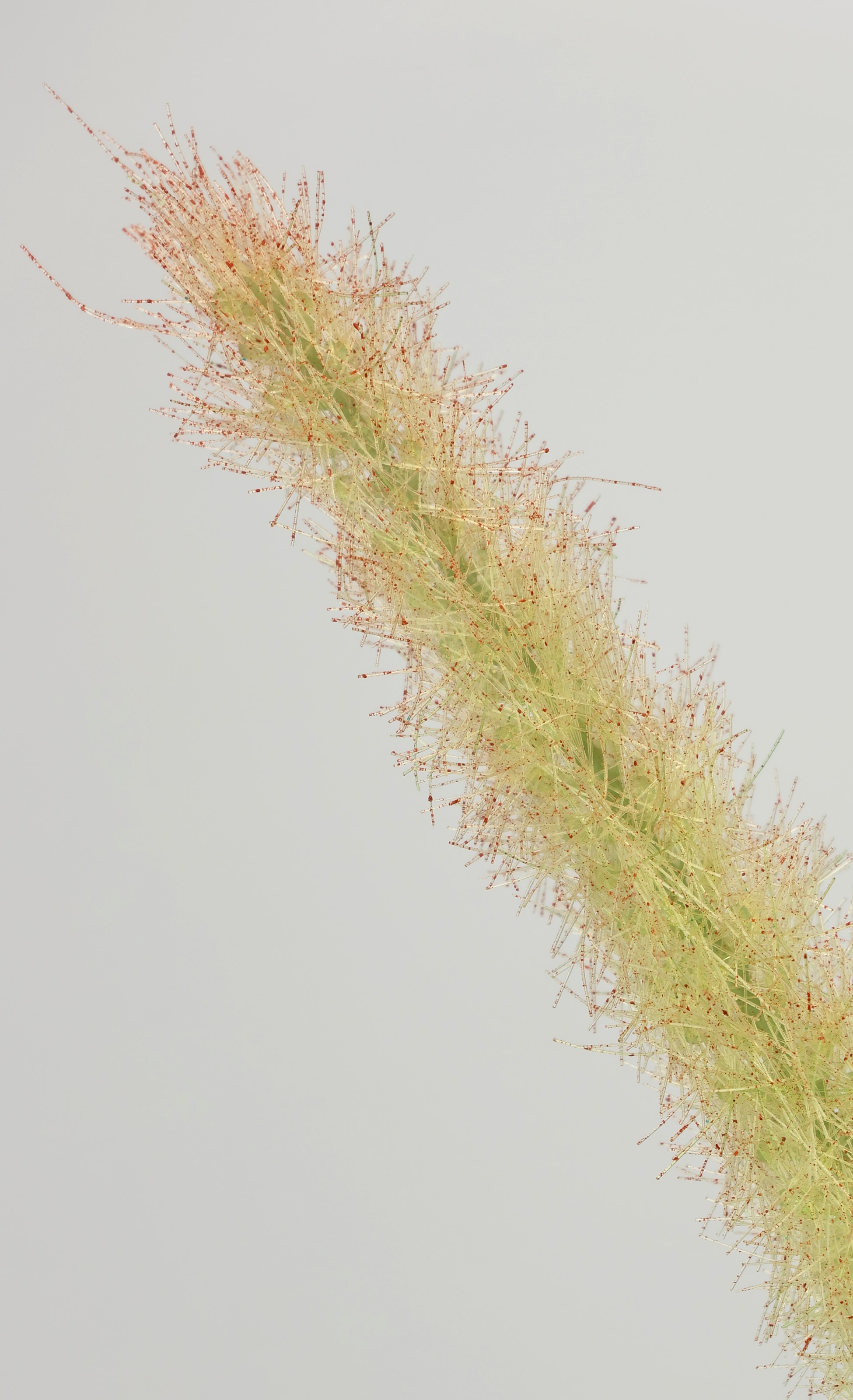 I.GE.A. Kunstpflanze »Gras«